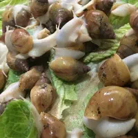 حلزون مولد ۷ سانتی