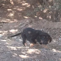 طوله رود فایلر|سگ|لوشان, |دیوار