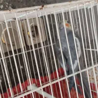 عروس هلندی نر بالغ