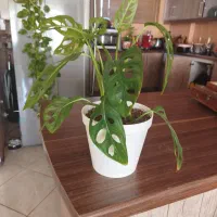 گلهای شاداب خانگی بخاطر جابجایی فروخته میشود|گل و گیاه طبیعی|اصفهان, سعادتآباد|دیوار