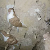 ۴تاکفترجوجه چپ کلاغ چپ ساده|پرنده|مشهد, شهید قربانی|دیوار