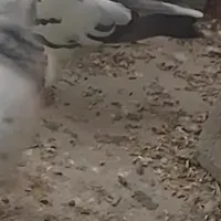 کبوتر گمشدع
