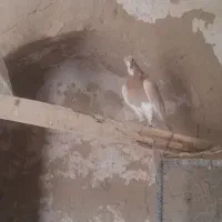 جفت شازده زرد کورکورو|پرنده|جزنیک, |دیوار