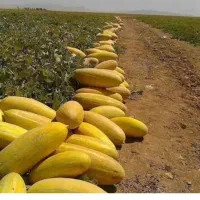 خربزه سر زمین از یک تن تا ده تن