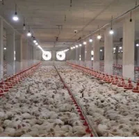 نیازمند کارگر مرغداری