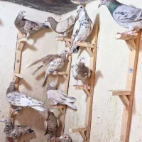 کبوتر سرور دورگ. کله سفید. خوشرنگ. چپ خوشرنگ هوایی|پرنده|لنجان, |دیوار