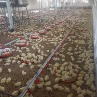 استخدام کارگر مرغداری گوشتی با شرایط ویژه