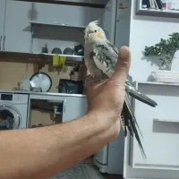 عروس هلندی|پرنده|سهند, |دیوار