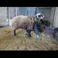 قوچ هترو به شرط ازمایش کار بلد