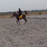 اسب