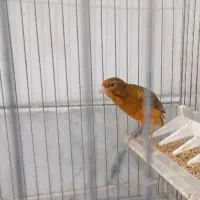 جفت قناری با جوجه