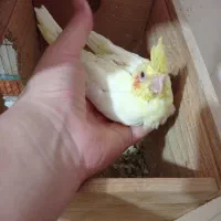 لوتینوی زیبا|پرنده|رشت, حسین آباد|دیوار