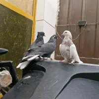 کفتر صداکن اصفهانی|پرنده|برخوار, |دیوار