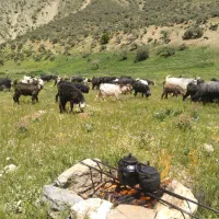 بز وبزغاله