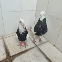 کبوتر طوقی نرو ماده