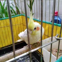 عروس هلندی زعفرانی ماده سخنگو به فروش می‌رسد