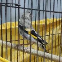 سهره بخون|پرنده|قدس, شهرقدس|دیوار