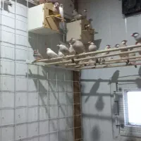 فنچ نرگسی کرم