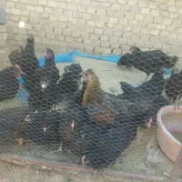 معاوضه مرغ تخم گذار با اسب یا کهره مایه