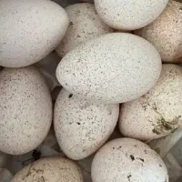 تخم بوقلمون نطفه دار