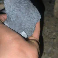 کبوتر سبز و ریش سیاه|پرنده|زابل, |دیوار