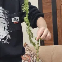 گیاه شیویدی