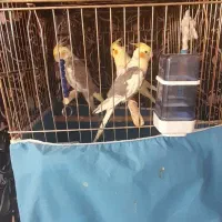 ۵عددعروس هلندی|پرنده|رزن, |دیوار