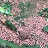 ماهی گیاه خوار تترا|ماهی|رشت, نیکمرام|دیوار