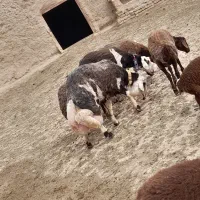 قوچ