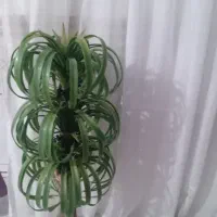 سلام گل مصنوعی|گل مصنوعی|تربتحیدریه, پائین ولایت|دیوار