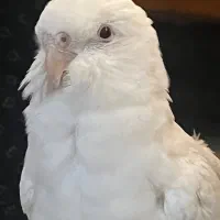 عروس هلندی بالغ البینو و قناری محلی