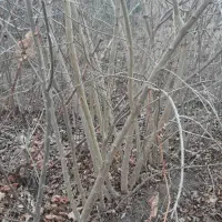 نهال انار و انجیل