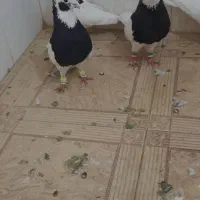 کبوتر