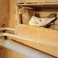 سینه طلایی پرشی