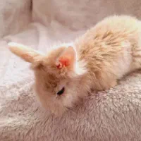 دو تا بجه خرگوش سالم سرحال