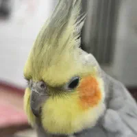 طوطی گمشده|پرنده|بهبهان, |دیوار