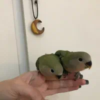 طوطی برزیلی های اوپال کاملا دستی