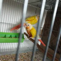 گیرینچیک سانچیک و ردچیک