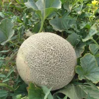 باغ و باغچه|فروش زمین و ملک کلنگی|انزل, |دیوار