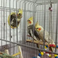 عروس هلندی جفت با سه تا جوجه|پرنده|نوبران, |دیوار