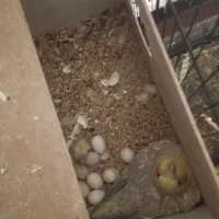 دو جفت عروس هلندی سخنگو کارداده بایک جوجه