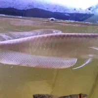 آروانا سیلور