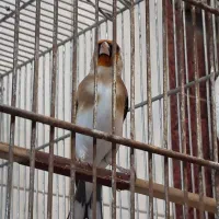 یک جفت  سهره همه چی تموم جفتی|پرنده|اردبیل, |دیوار