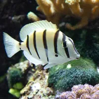 ماهی اب شور ابشور .جراح. فرشته . و غیره|ماهی|تهران, امیر بهادر|دیوار