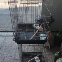 دوعددقفس بزرگ مخصوص انواع طوطی سانان|لوازم جانبی حیوانات|شیراز, گویم|دیوار