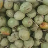 فروش گردو با پوست