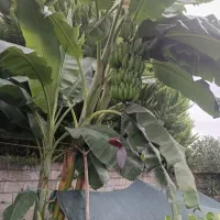 تولید انواع گلهای بیرونی وموز ومرکبات اصلاح  شده|خدمات باغبانی و درختکاری|نشتارود, |دیوار