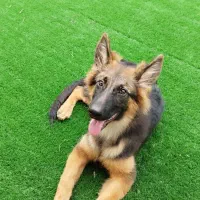 سگ ژرمن شپرد نژاد دار