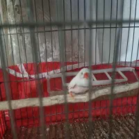 فنج نر .سهره ماده