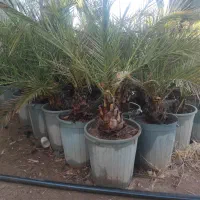 کارگر جهت کار در نهالستان